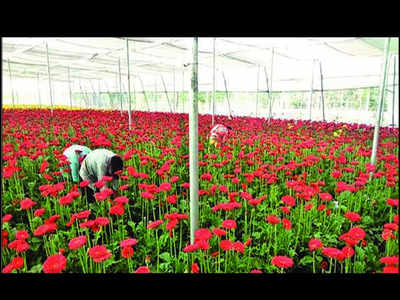 Polyhouse Farming A Boon For Flower Polyhouse Farming A Boon For Flower Vegetable Growers In Bijnor Meerut News Times Of India