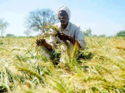 Crop yields falling due to climate change impact: Govt study