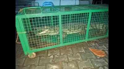 Crocodile rescued from golf course on Rajmahal Road