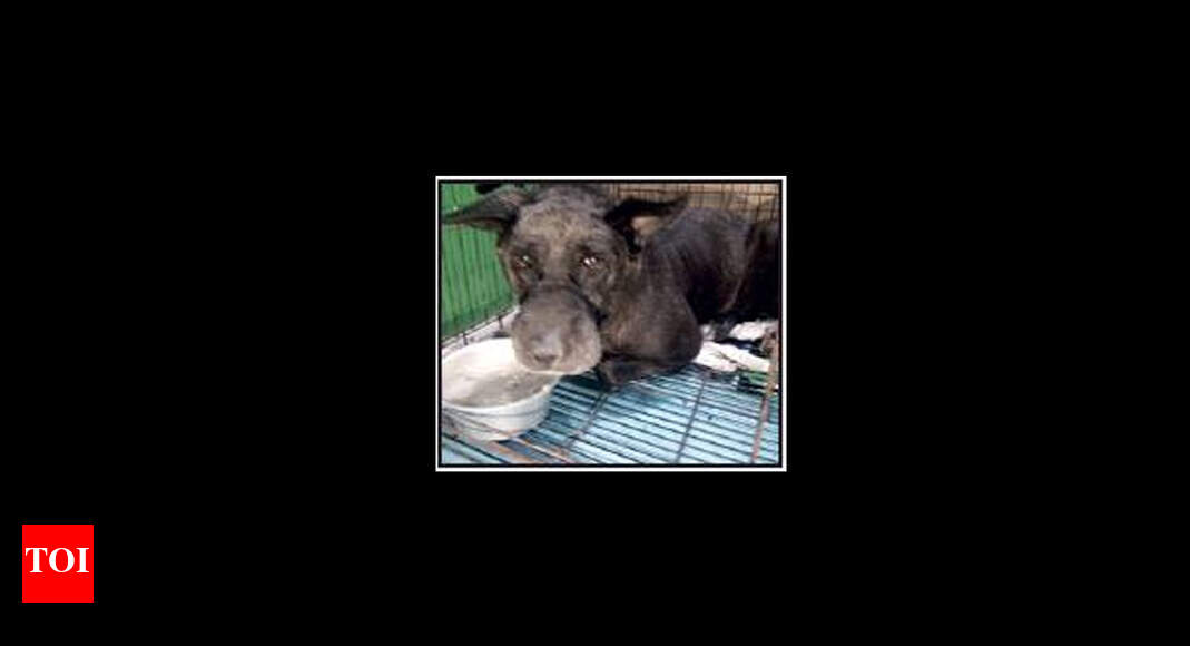 Delhi house of horror's 'only survivor' dies of heart attack Delhi