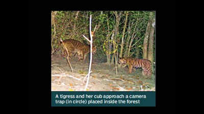 Cameras trap cubs of elusive swamp tigers