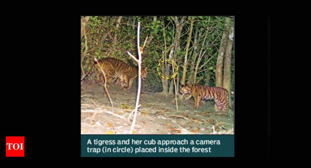 Sunderbans Tiger Reserve: Cameras Trap Cubs Of Elusive Swamp Tigers ...