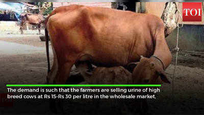 Cow urine in high demand in Rajasthan, fetches up to Rs 30/ltr