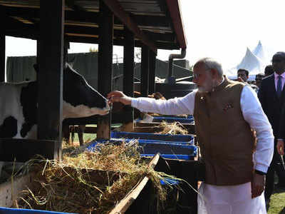 PM Modi gifts 200 cows to villagers in Rwanda
