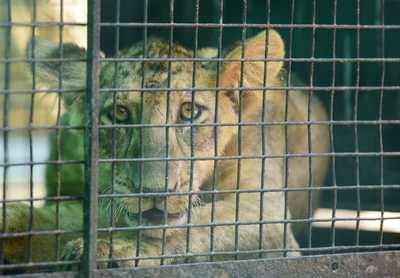 Tamil Nadu CM names Vandalur zoo's female lion cub Jaya | Chennai News -  Times of India