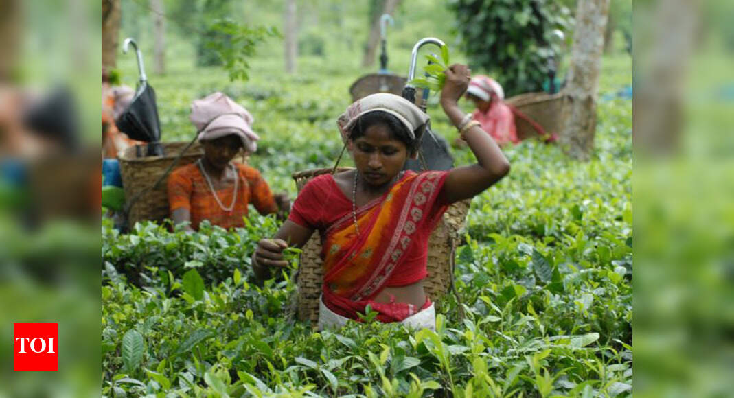 Tea Garden Assam tea makes world record at Rs 39,001/kg Guwahati