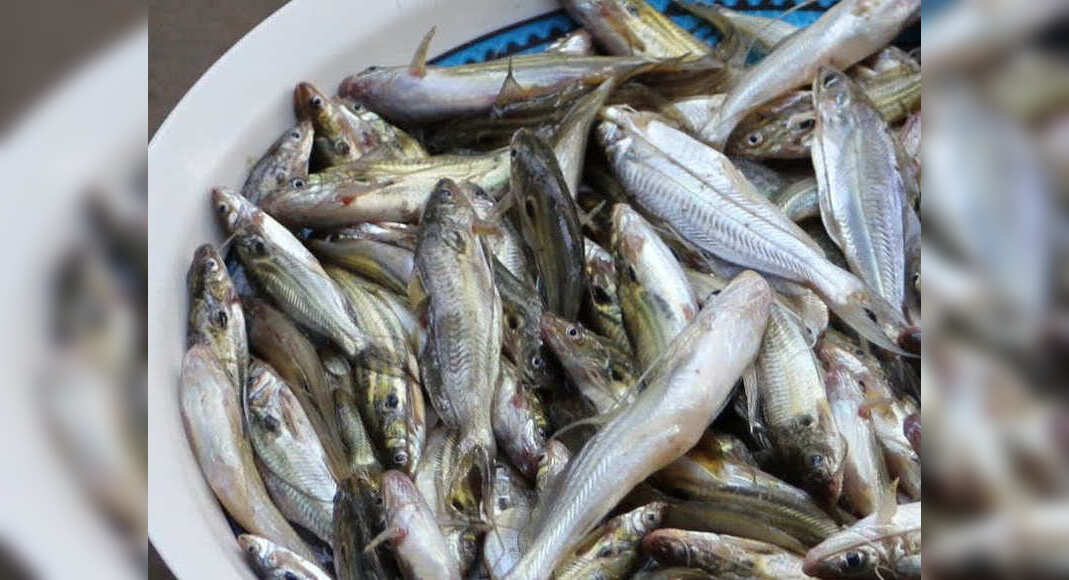The chemical added in your fish is used to preserve dead bodies