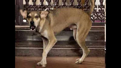'Unwanted security': When a street dog decides to guard old couple!