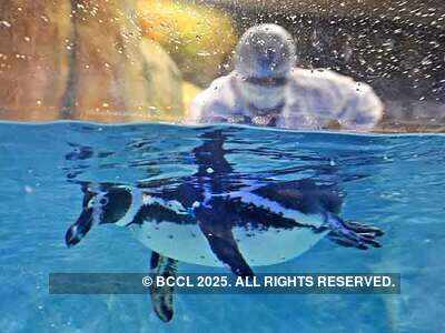 Mumbai zoo awaits arrival of baby penguin | Mumbai News - Times of India