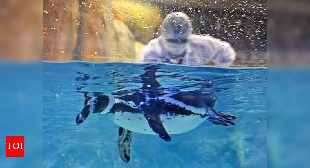 Mumbai zoo awaits arrival of baby penguin | Mumbai News - Times of India