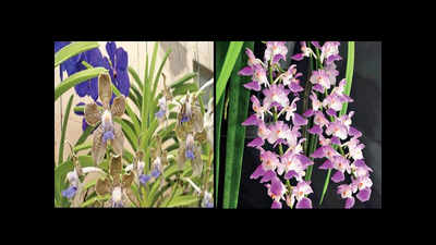First three-day orchid festival in Udaipur begins today