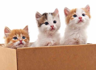 Cats For Sale : Buy Healthy Kittens for Sale Online in India