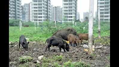 PIGS Feast on Surat’s Swachhata ranking