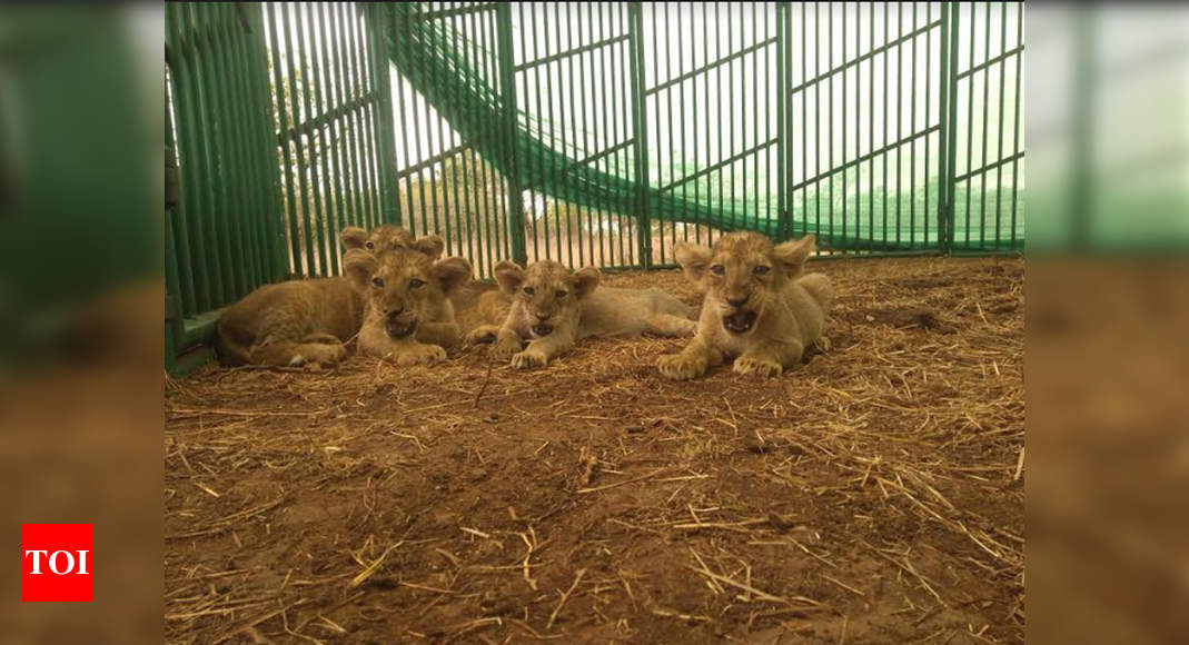 Lion Cubs: Four lion cubs brought back from jaws of death | Rajkot News ...