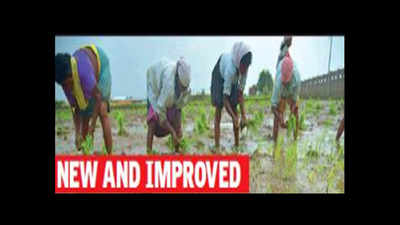 Clinical trials of Kovai Kavuni rice to begin next year