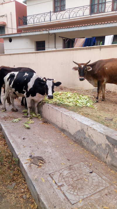 stray cows on the streets