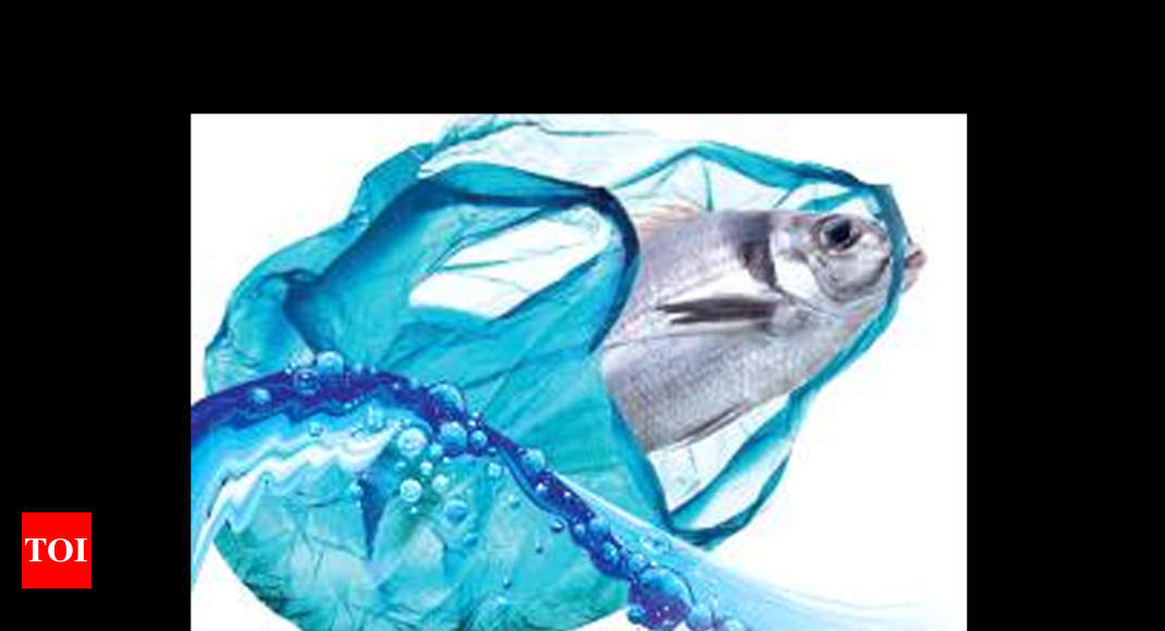 plastic: Fish are ingesting micro plastics, says study | Chennai News ...