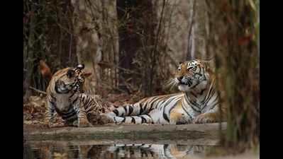 Celebrating the majestic beasts of MP: International Tiger Day
