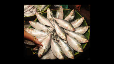 Hilsa fish reaching Kolkata shrinking in size