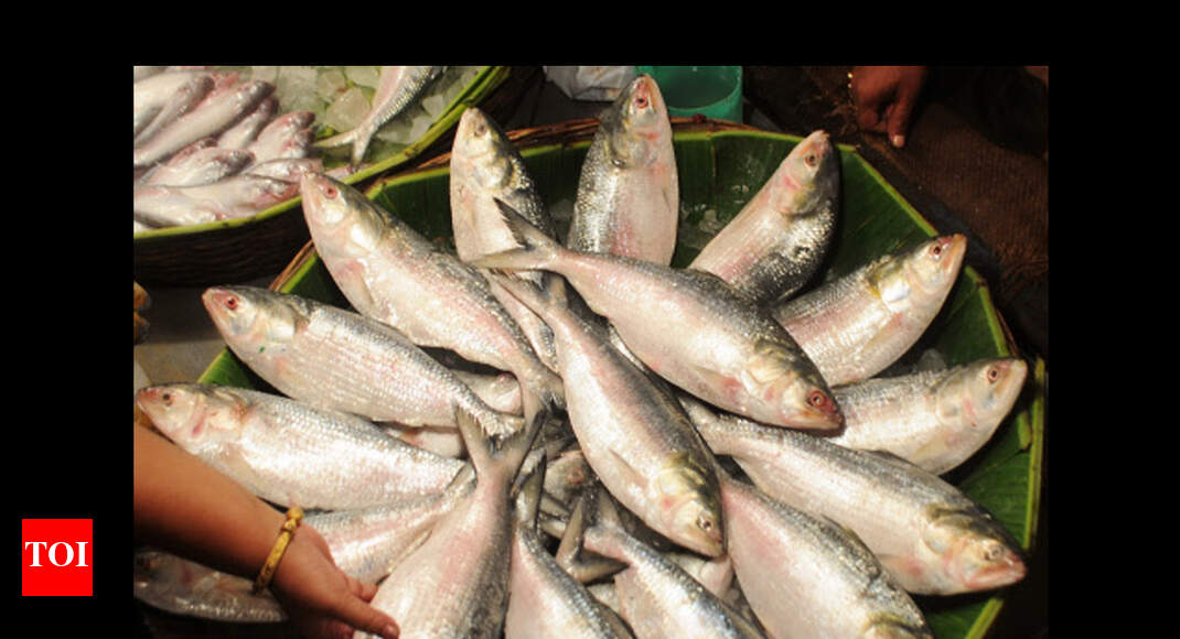 Hilsa fish reaching Kolkata