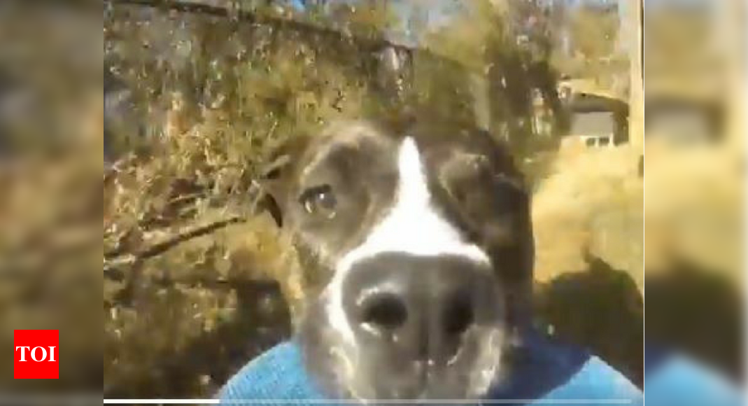 Video Of Dog Running Away With Camera Will Surely Make Your Day