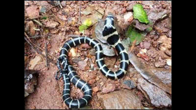 Kerala: It’s king cobra hatching time in Kannur!