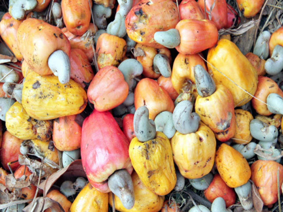 Cashew: Cashew production hits a high in 2017-18 | Goa News - Times of India