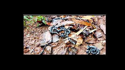 23 king cobra hatchlings released in forest