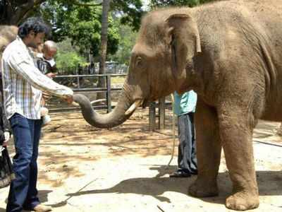 Darshan renews his pledge to care for an elephant and a tiger