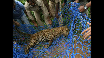 Karnataka: Leopard gets stuck in trap laid for wild boars, rescued