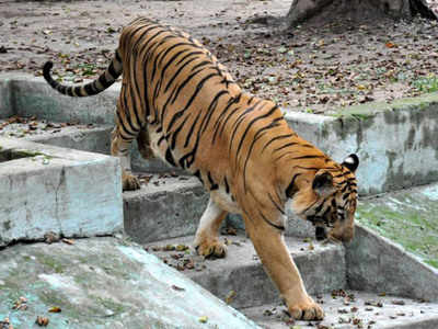 Patna zoo to get 2 tigers, 3 macaques from Tamil Nadu | Patna News ...