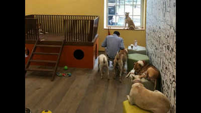 Tata Group’s Bombay House opens its doors to stray dogs with a room of their own!