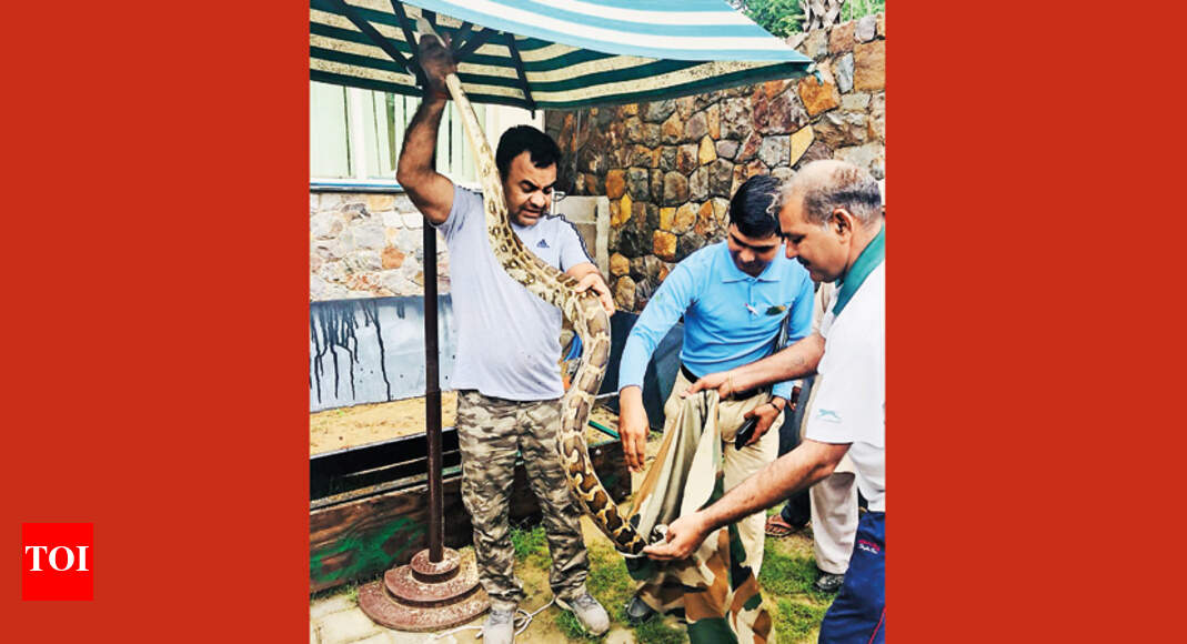Snake sightings have grown by 200 in urban Gurgaon this monsoon