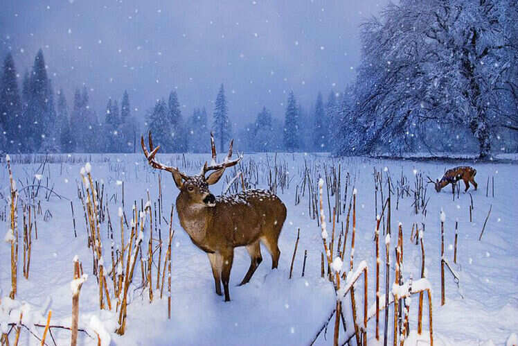 Of snow and more