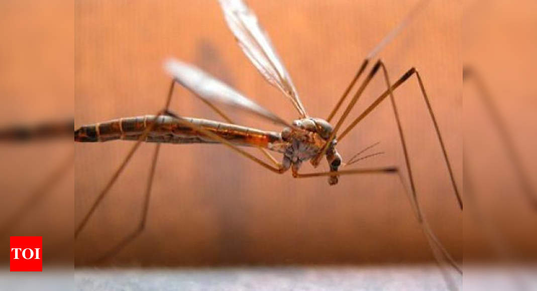 Specially-bred mosquitoes help prevent dengue outbreaks' - Times of India