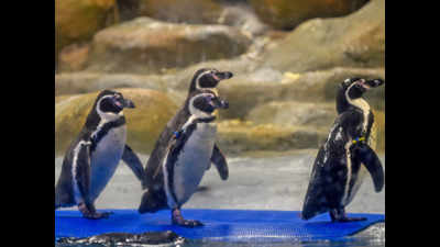 Firm rapped over penguin enclosure bags Rs 59 crore contract for Byculla zoo