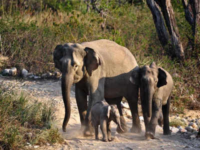Uttarakhand HC bans commercial use of elephants