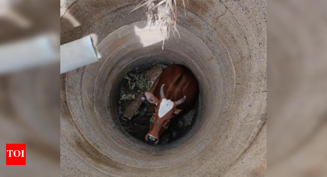 Cow rescued from narrow well in Chennai | Chennai News - Times of India