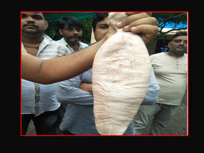 Mumbai brothers catch 30-kg Ghol fish worth Rs 5.5 lakh