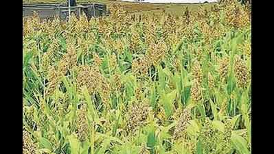 New pest devastating maize crop in Karnataka