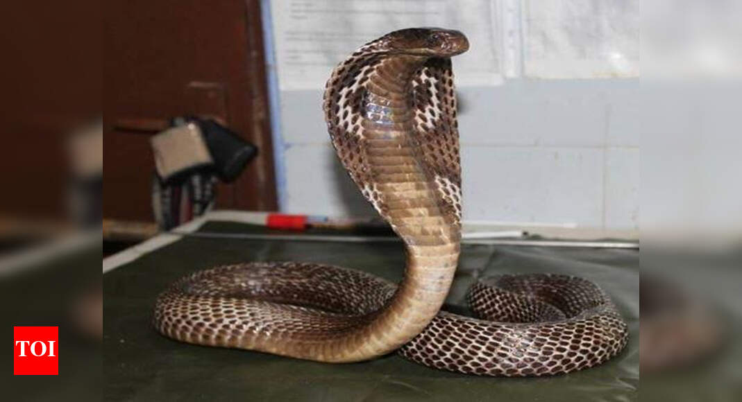 21 reptiles seized from snake charmers outside Mathura’s Shree Krishna ...