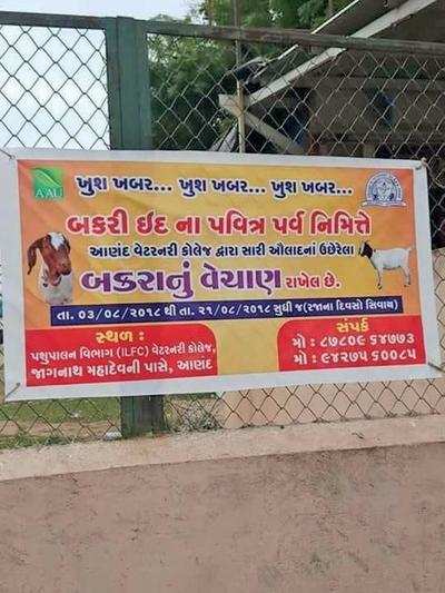 Banners on sale of goats leaves AAU embarrassed | Vadodara News - Times of  India