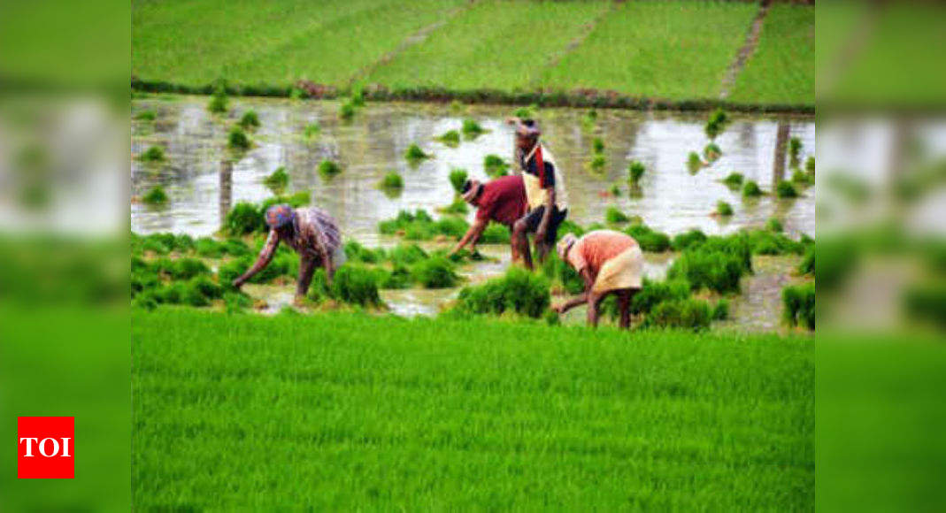 Farmers will get to harvest crop before land is taken for