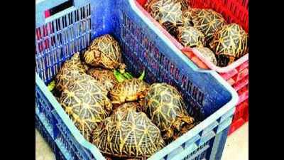 Illegal trade flourishes, smugglers breeding star tortoises in small hatcheries in AP, Karnataka