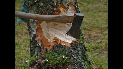Cutting saplings hotsell