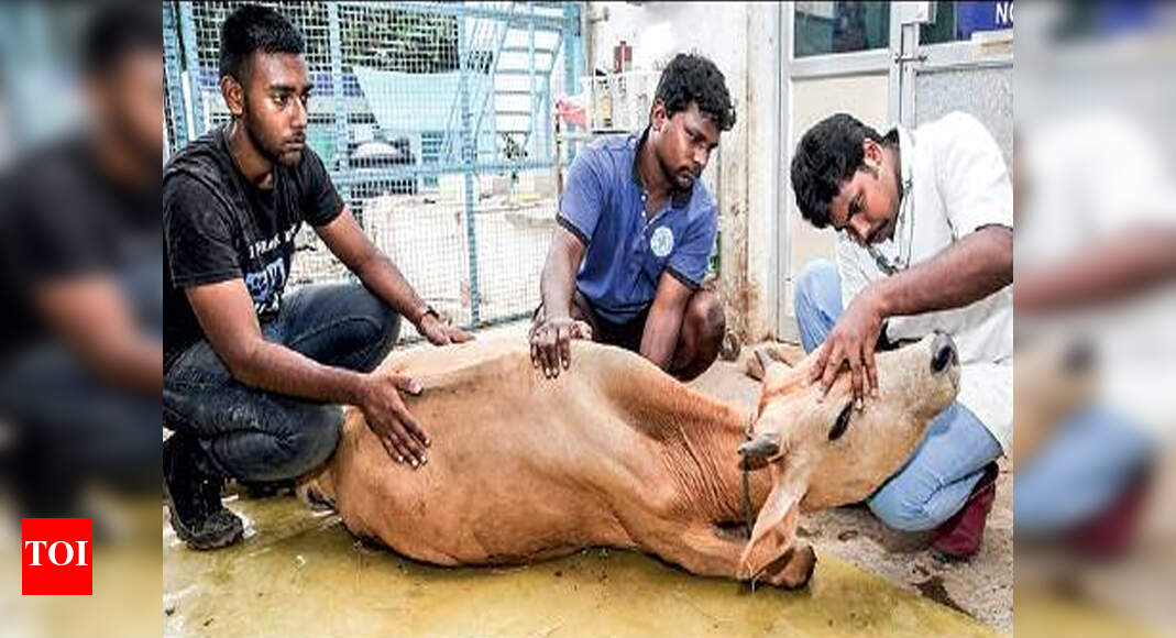 Animal Welfare Cow, injured in hitandrun on OMR, rescued Chennai News Times of India