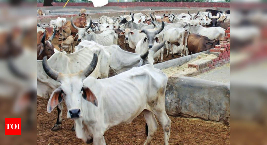 Cow Shelter In Delhi: Delhi gaushalas: Shelters or cash cows? | Delhi ...