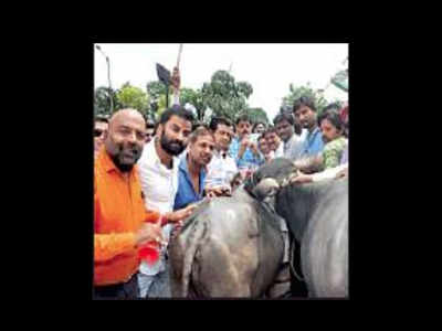 Congress's flute protest earns buffalo's ire in MP