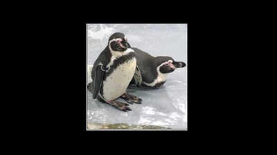 I-Day suspense: Will penguin chick hatch today at Byculla zoo?