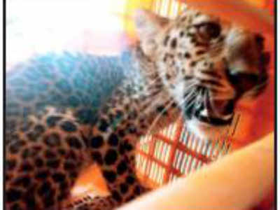 Leopard cub enters hut, fell asleep beside 2 kids